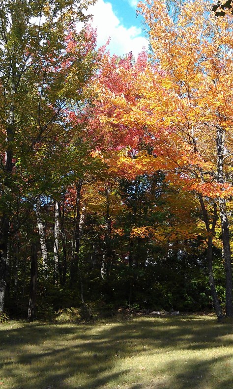 Great color against the pines.