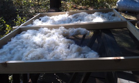 "Violet" (half the fleece) laid out on drying racks.