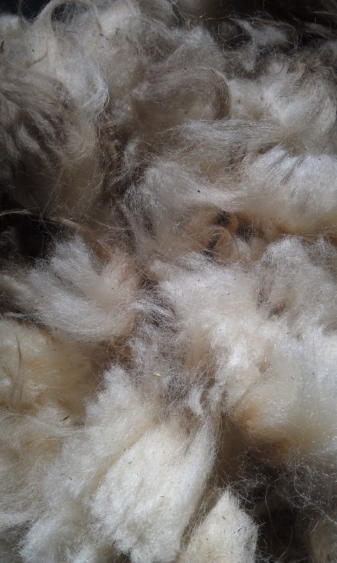 "Violet," Icelandic fleece from Wooly Woods Farm.